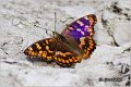 310_freyers_purple_emperor 